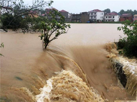 江西连降特大暴雨, 猪场300头猪无师自通游泳逃生