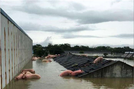 江西连降特大暴雨, 猪场300头猪无师自通游泳逃生