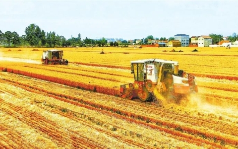 河南麦收过八成 已收获小麦6982万亩