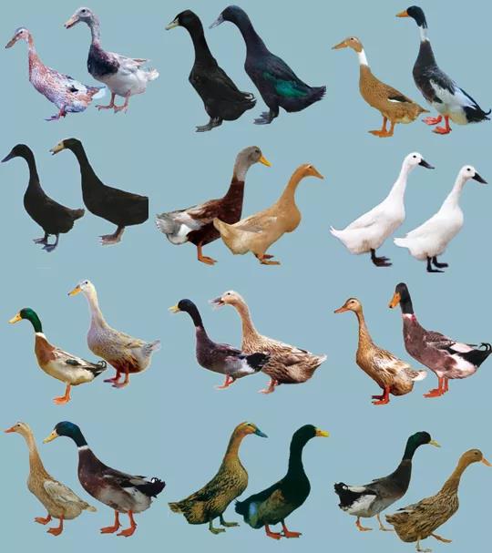 我国麻鸭品种丰富,现存高邮鸭,绍兴鸭,连城白鸭等37个地方品种(图2).